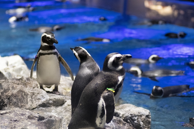 すみだ水族館