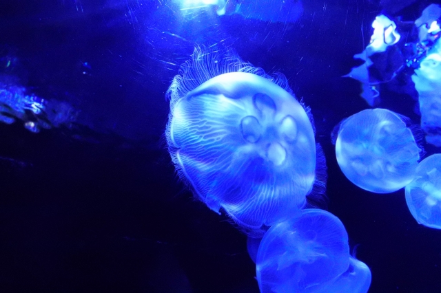 サンシャイン水族館 